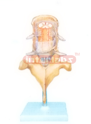 MENINGES MODELOF THE SPINAL CORD (POSTERIOR ASPECT)